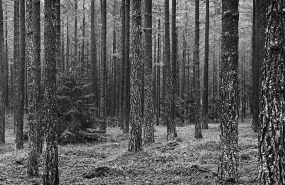 Skog / Forest
