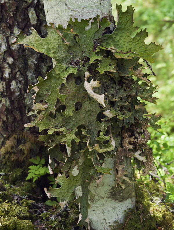 Lungenever finnes i fuktige skogmiljøer i gammel skog.