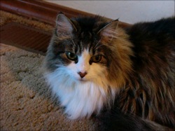 Langhåra katt på Myrmel kattepensjonat