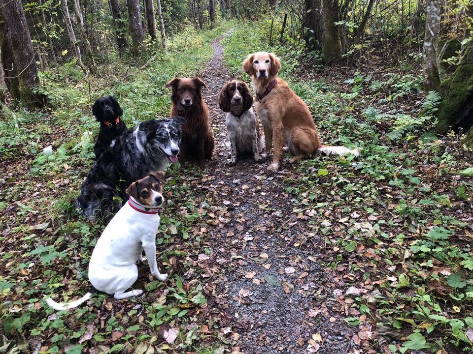 Hunder på skogssti i Bærum