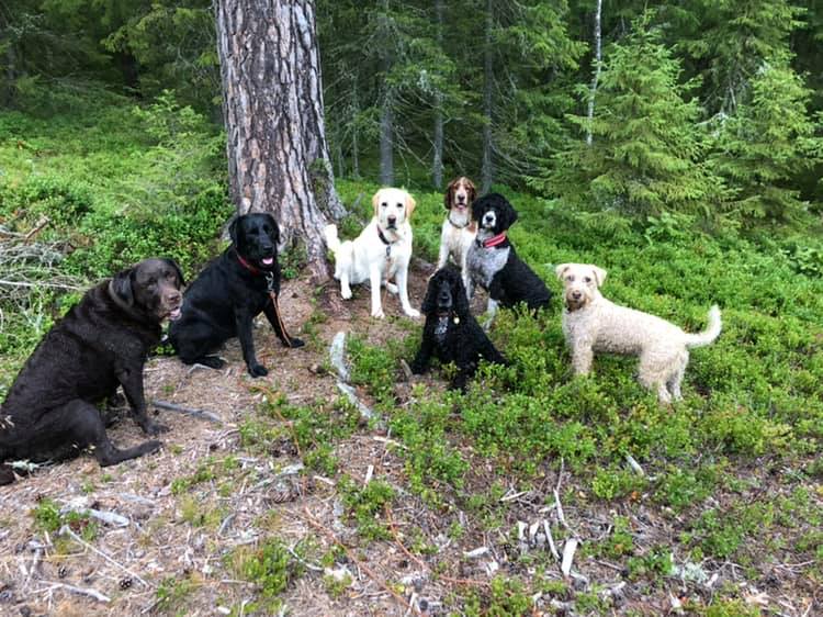 Hunder på tur i skogen høst – hunderflokken koser seg