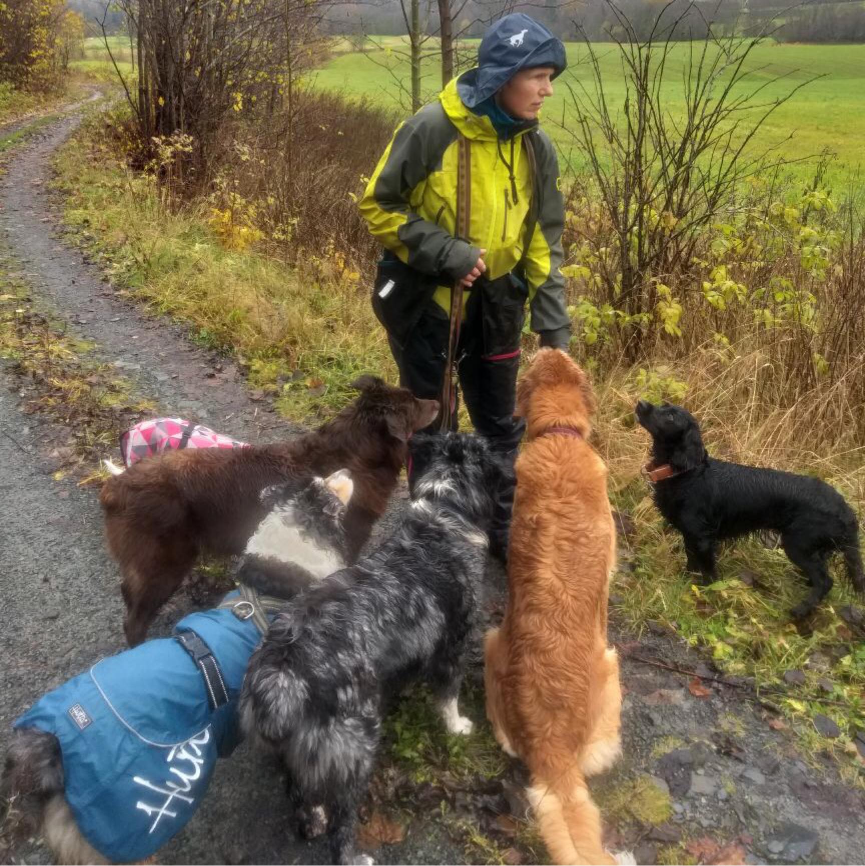 Hunder luftes i skogen – labradorer og puddel