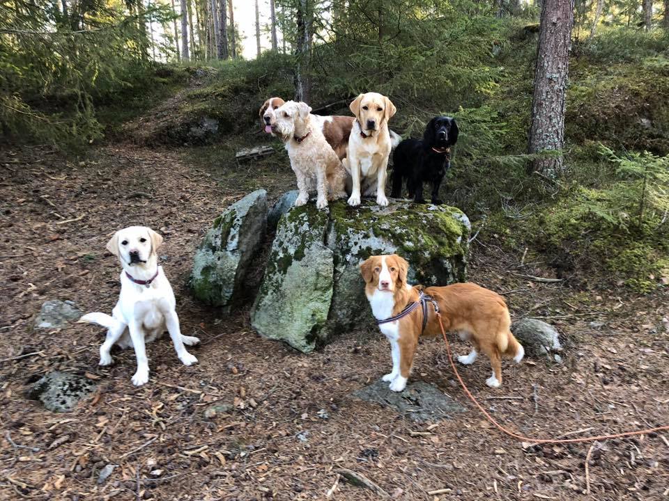 Anne Cathrine lufter hunder på regnværsdag i Bærum