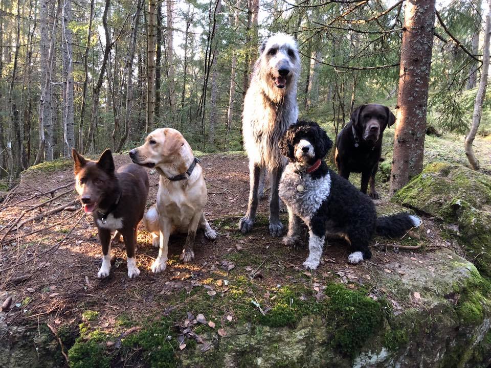 Hunder løper fritt i sol og tidlig vår