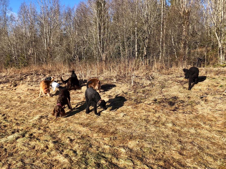 Hundelufter med glade hunder ved skogssjø – sommerstemning