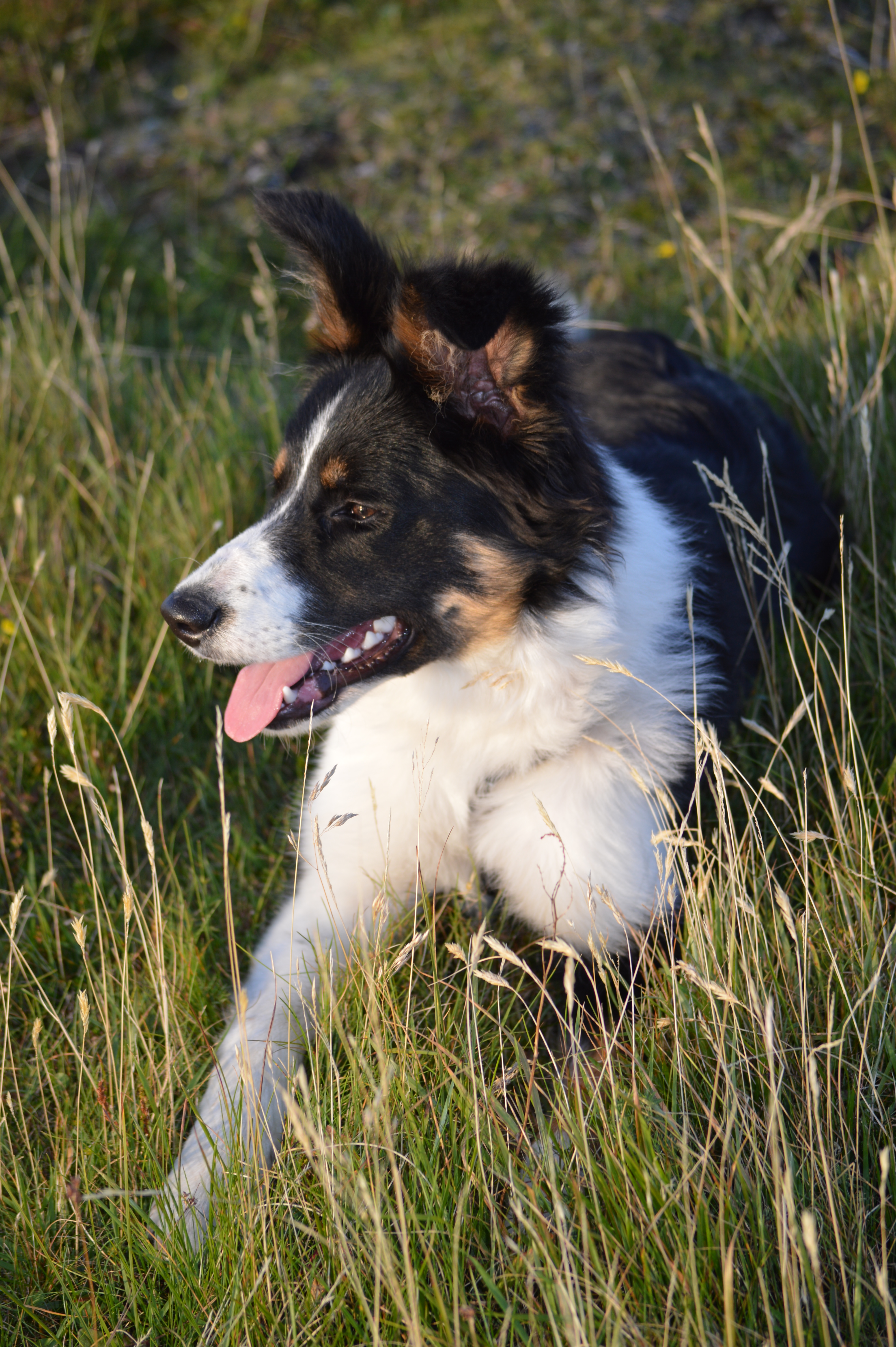 Border collie gjeterhund på Brakstad Gård