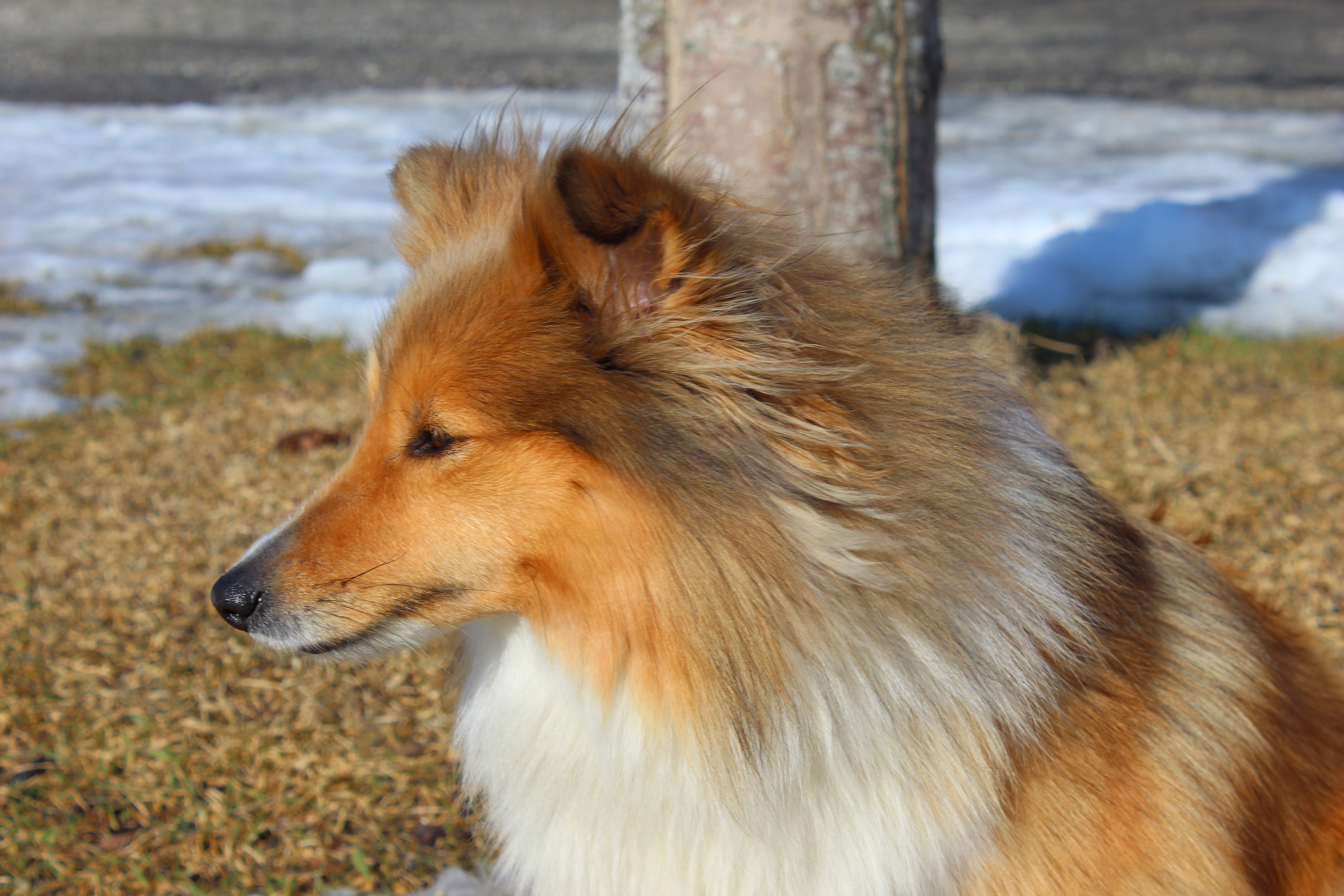 Fleet – border collie gjeterhund på Brakstad Gård