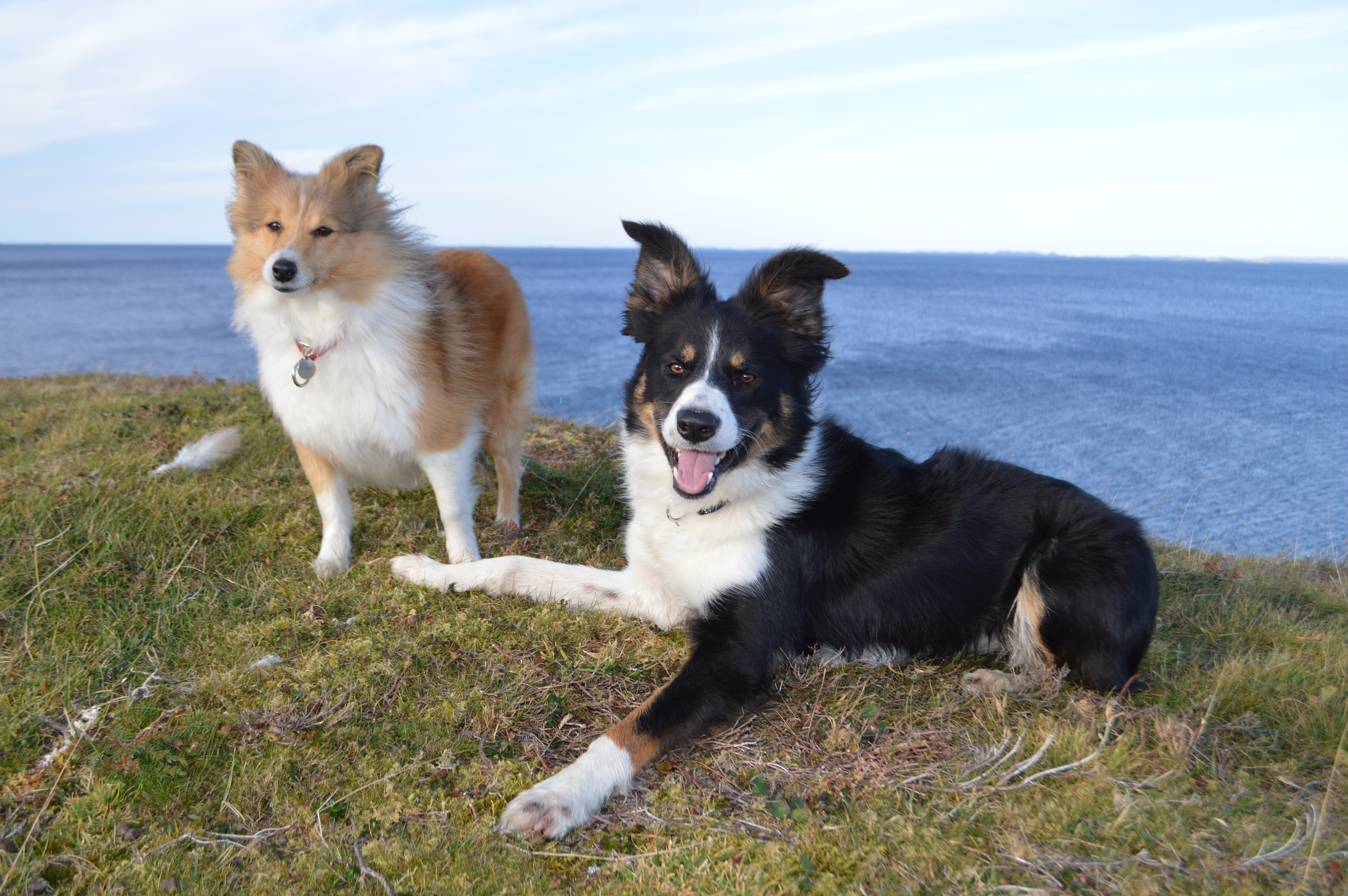Fly – border collie under opplæring på Brakstad Gård