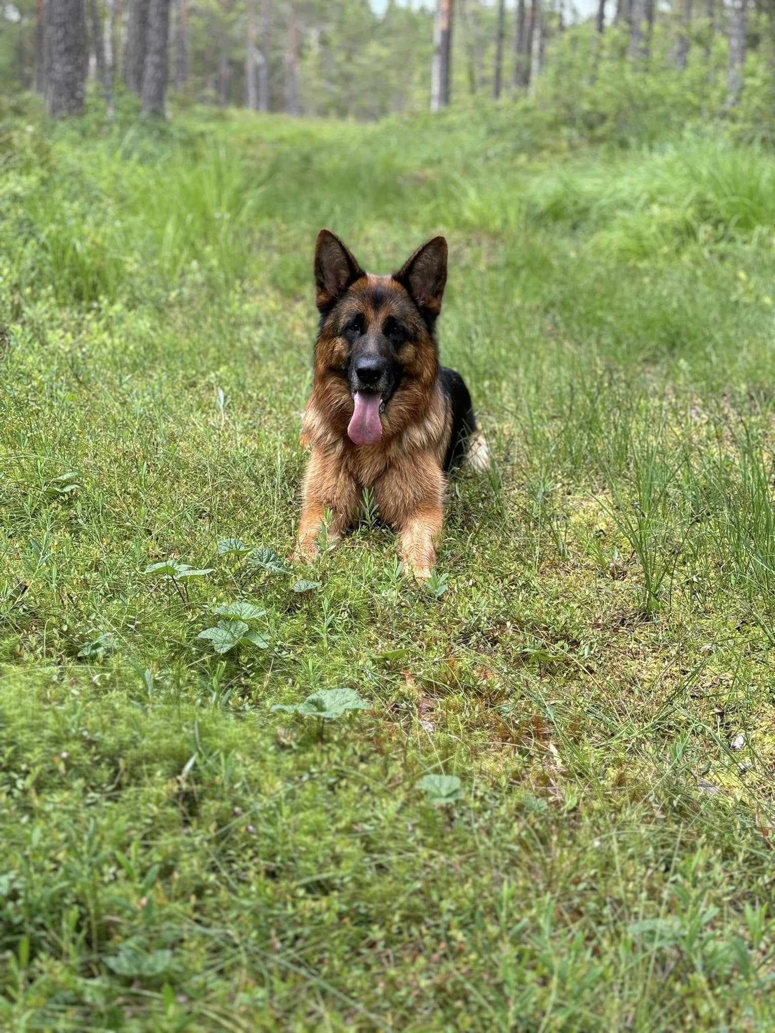 Schæferhund fra Kennel Hus Ymir