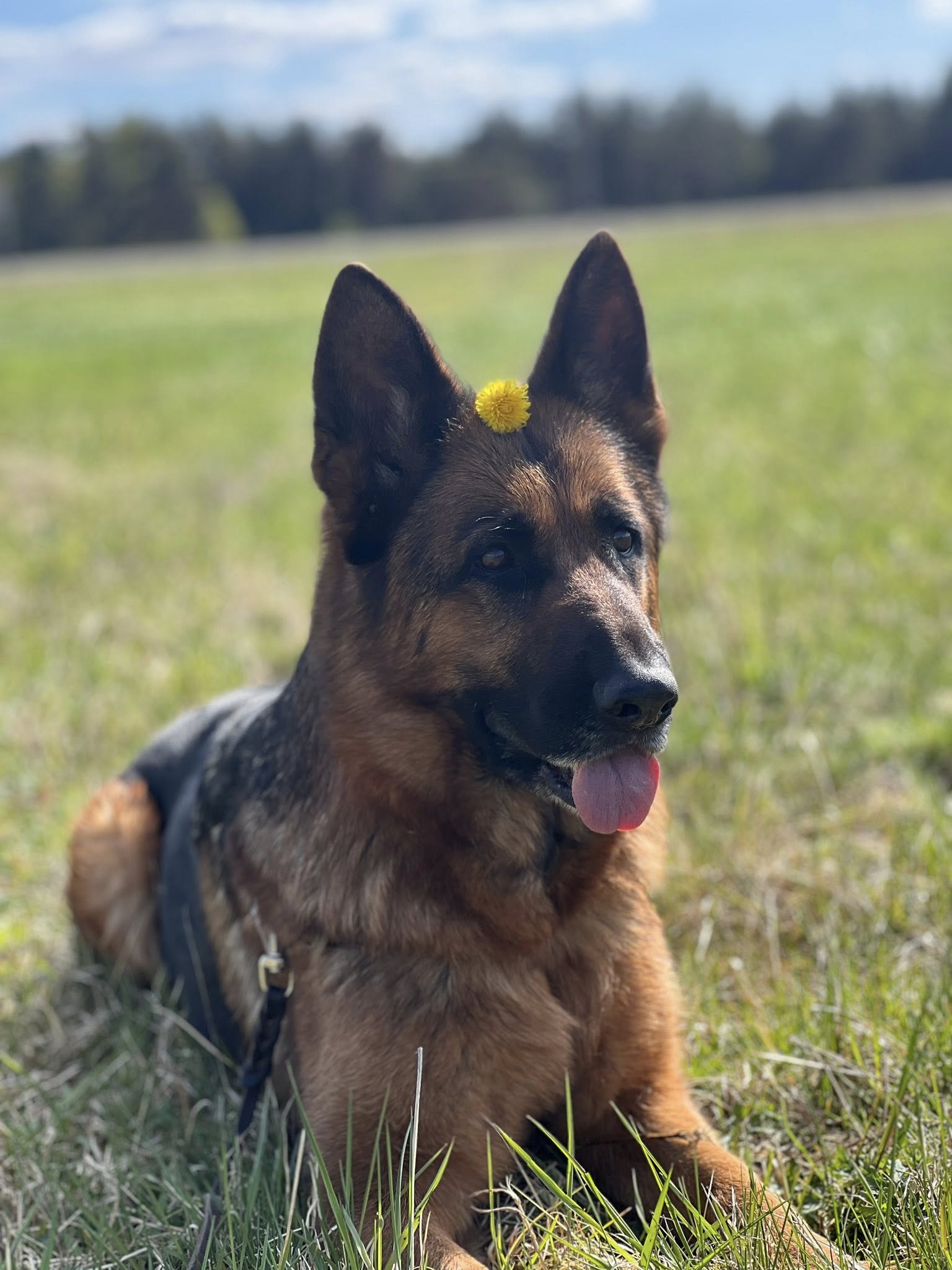 Schæferhund fra Kennel Hus Ymir