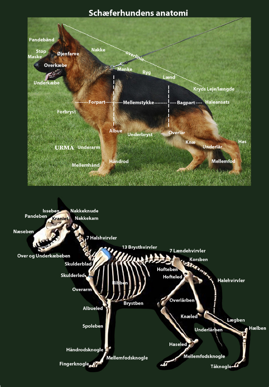 Anatomi Schäferhund | Schäferhund avd Romerike