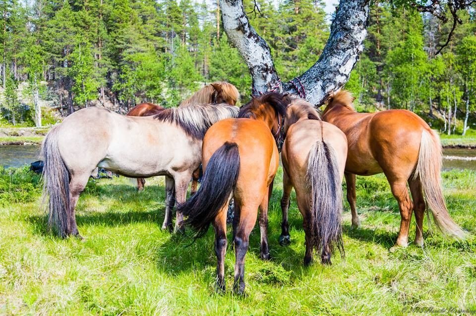 Islandshester i bjørkeskogen ved Kvistli Gård