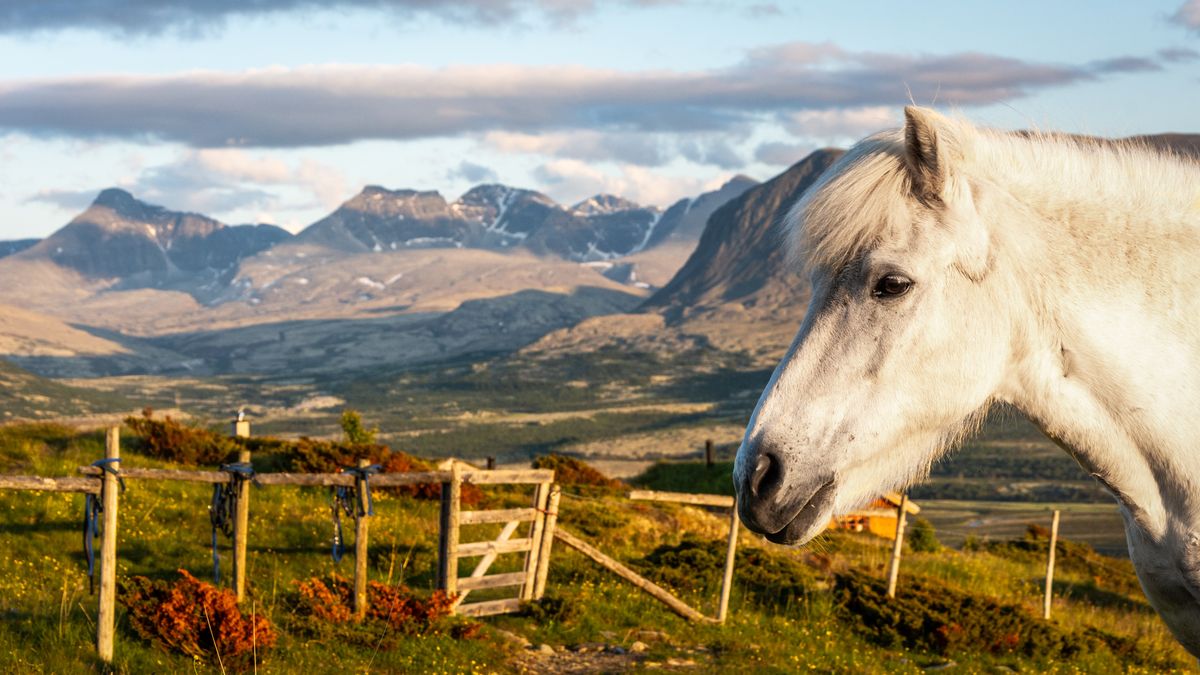 Hvit islandshest med fjell i bakgrunnen