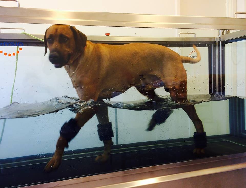 Hund i vanntredemølle hos Cooldog Asker