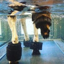 Hundemassasje hos Cooldog Asker