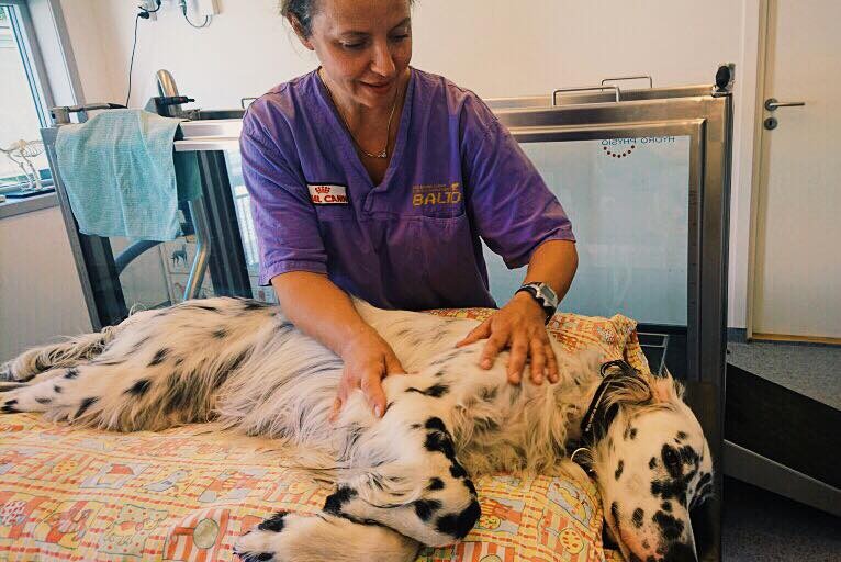 Hundebehandling hos Cooldog - massasje