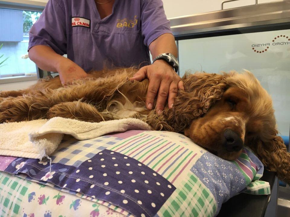 Fysioterapi og rehabilitering av hund hos Cooldog
