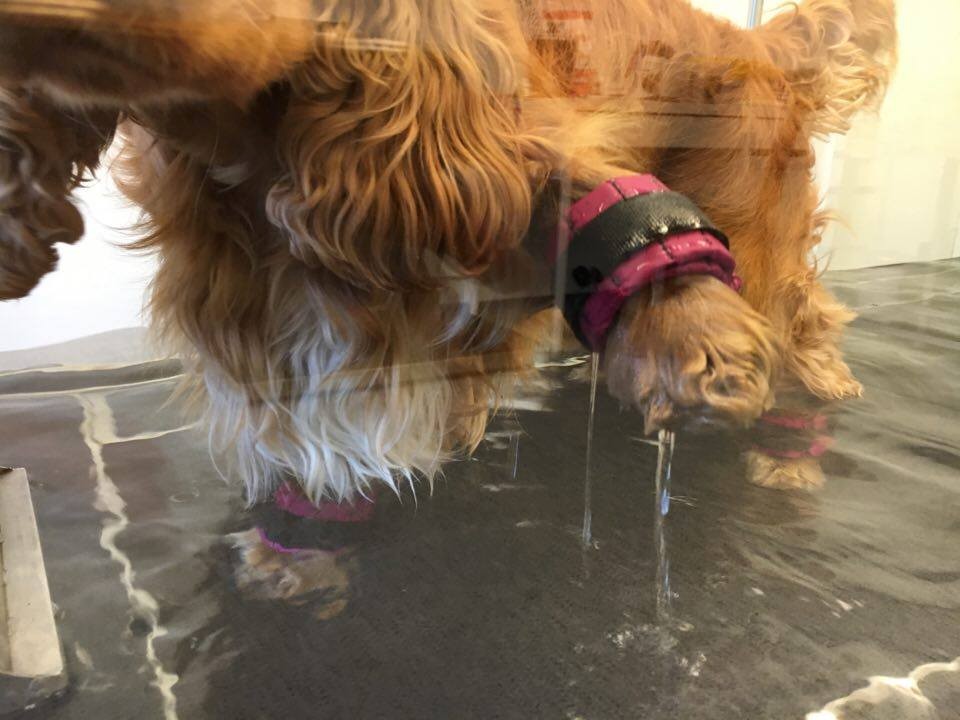 Hund får behandling hos Cooldog