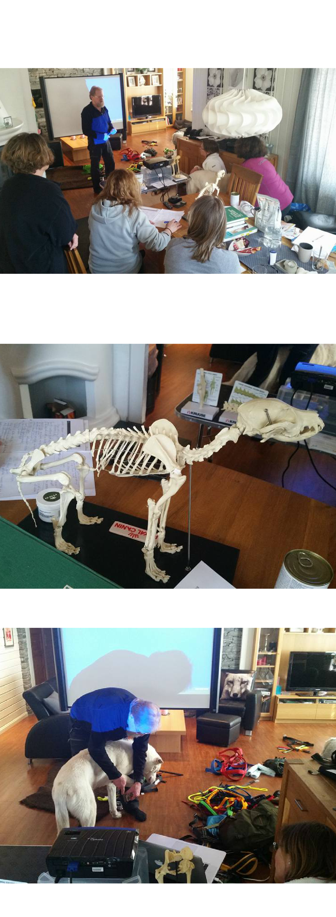 WetDog tørkedekken til hund