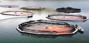 red tilapia in cages