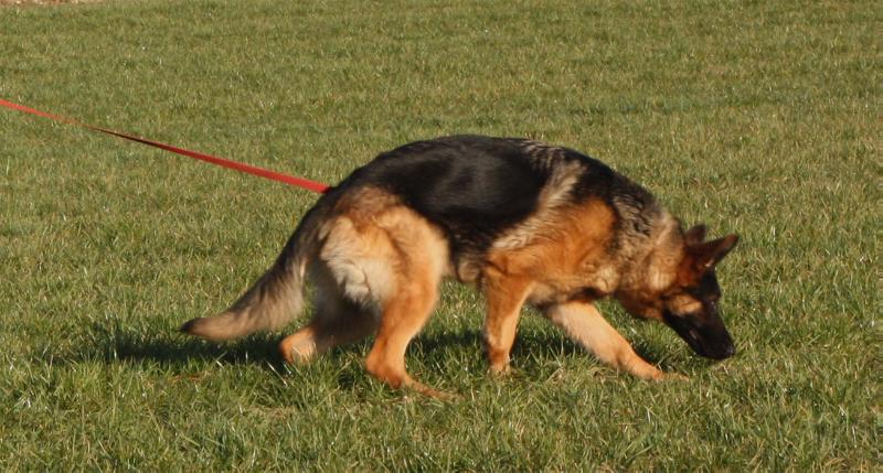 Schäferhund i sporarbeid