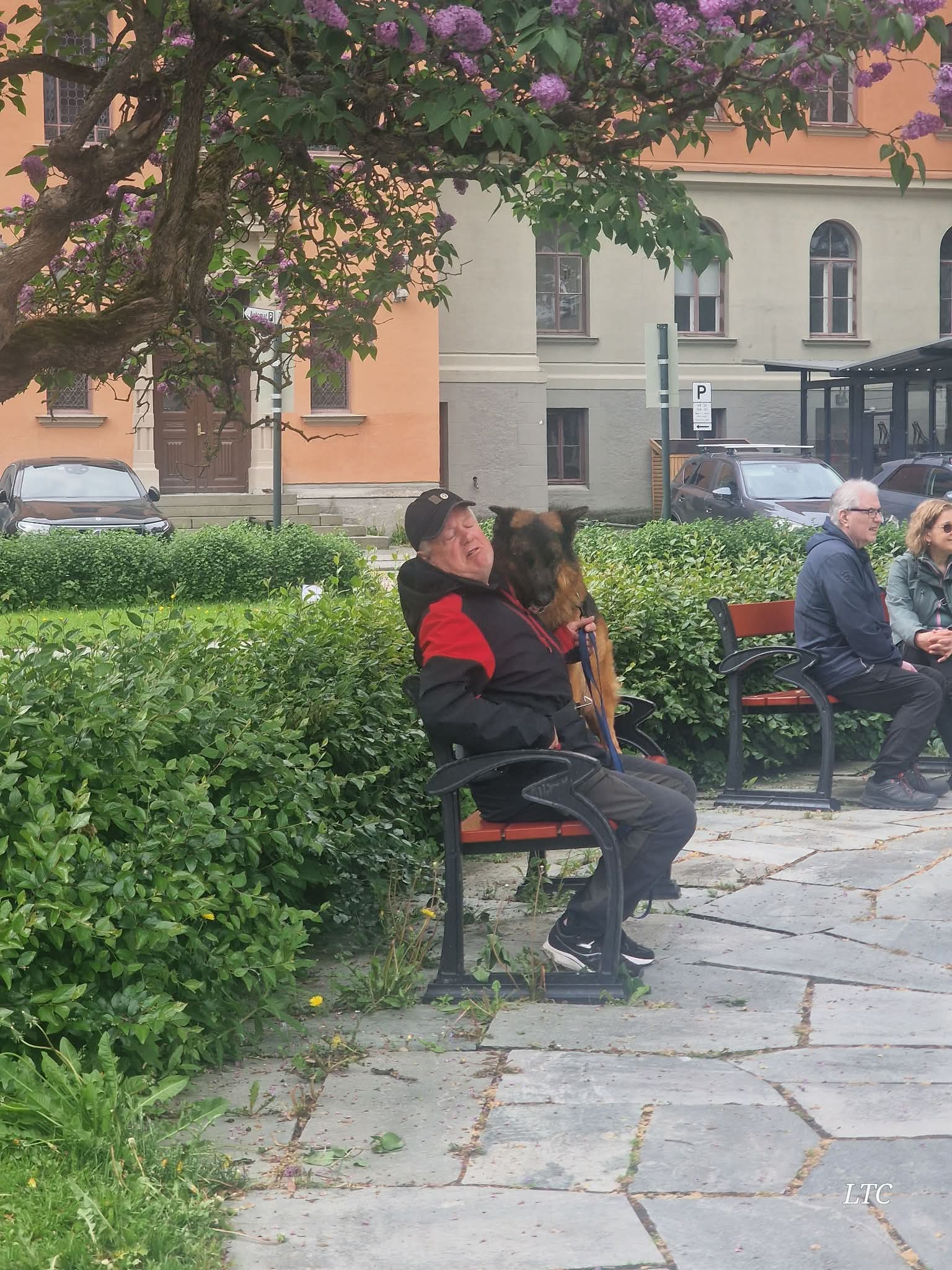 Hundene leker og koser seg