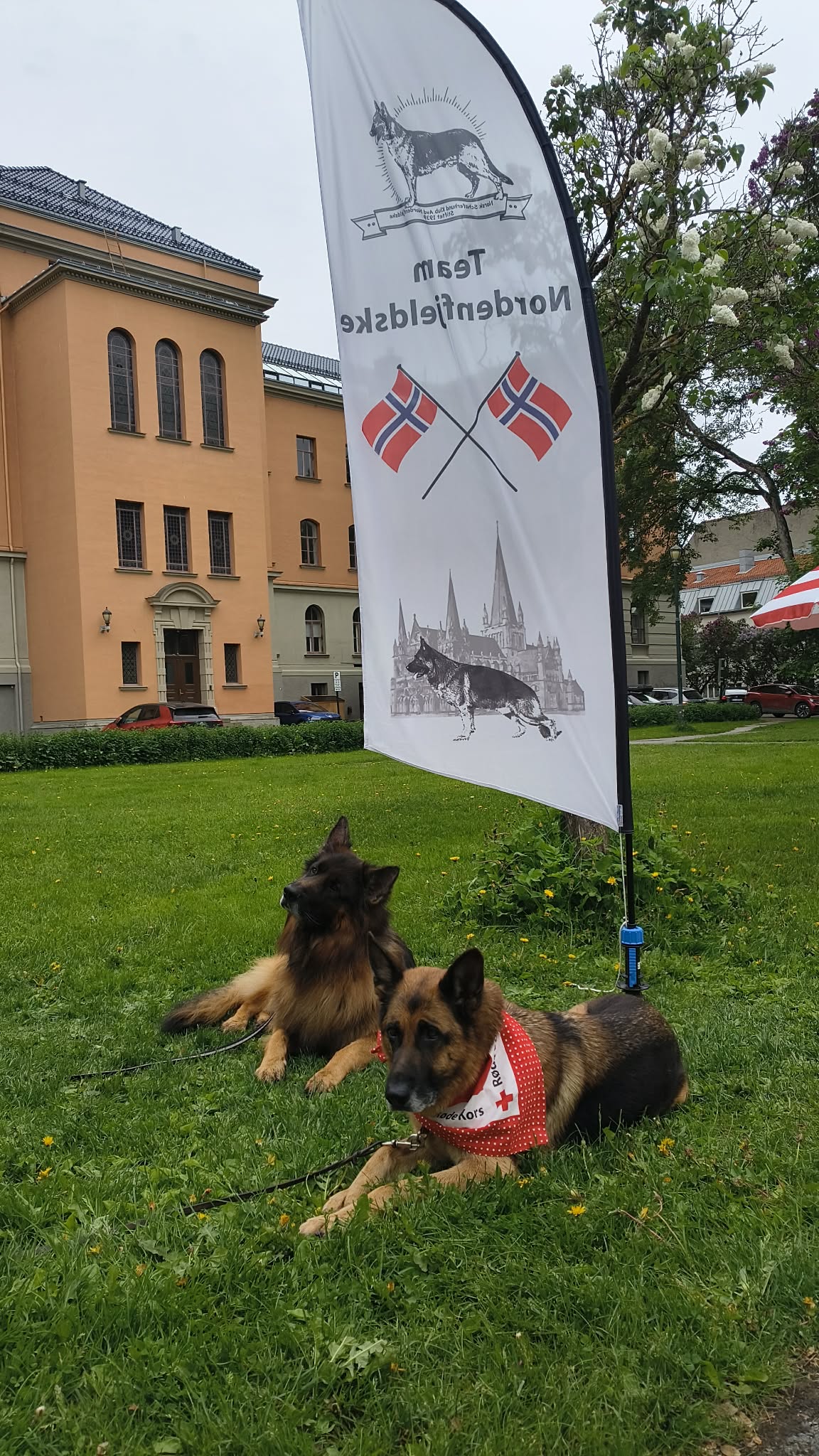 Midt i hundetoget