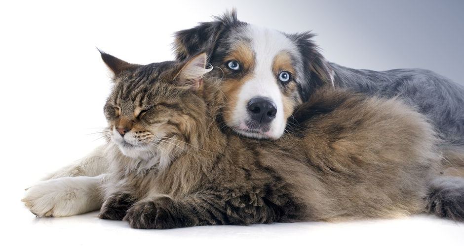 Hund og katt som ligger tett inntil hverandre