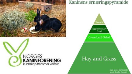 Kaninens næringspyramide