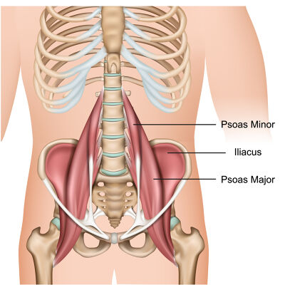 Psoas major muskel illustrasjon