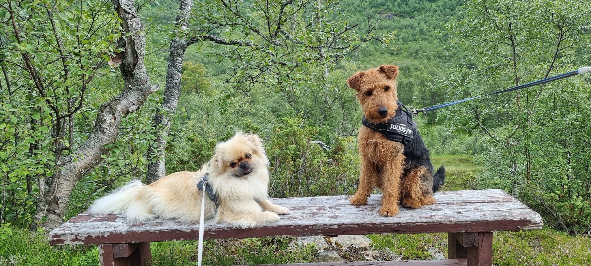 To hundar som kosar seg på ein benk på Fredly Hundecamp