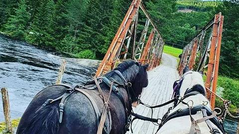 Kjøring med hest og vogn