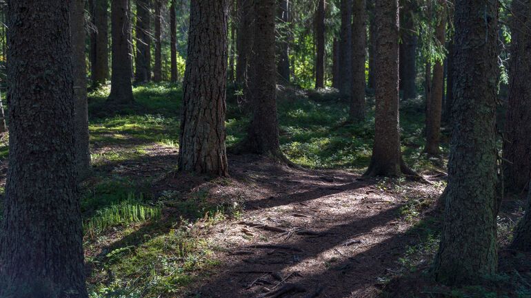 Turløyper i skog og mark