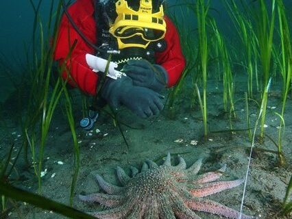 Guidede scuba-dykkerturer for alle nivåer med SubSea Lister