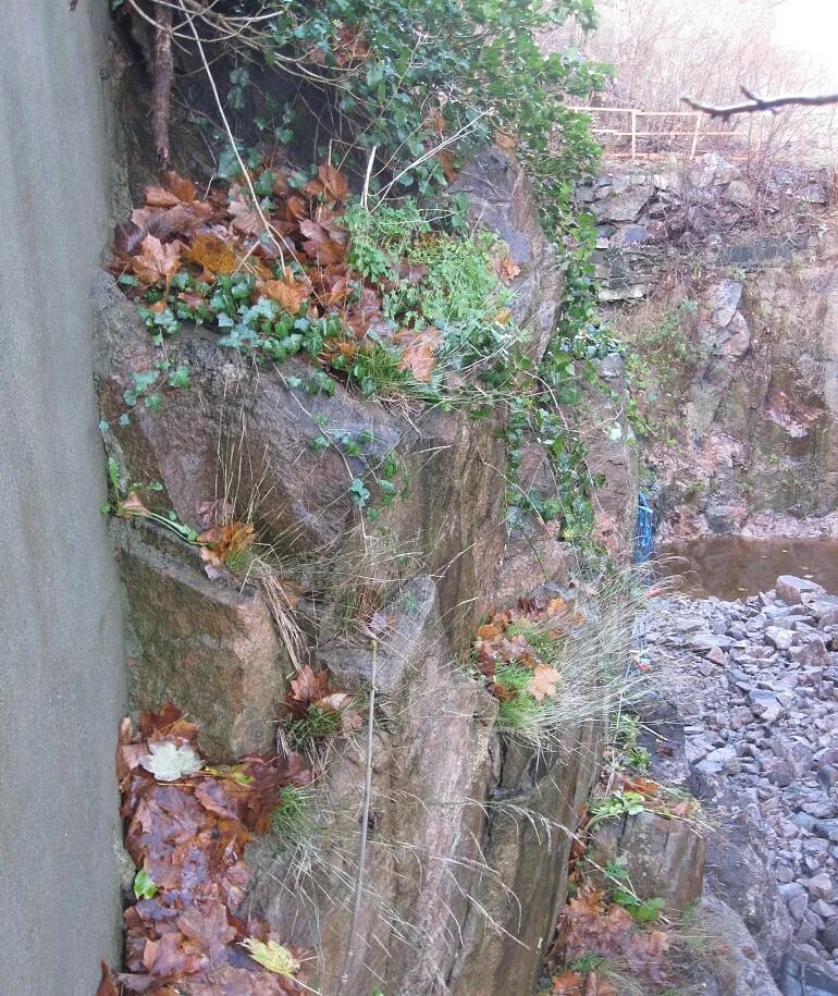 Fjellvegg med vegetasjon før rensk og sprengning