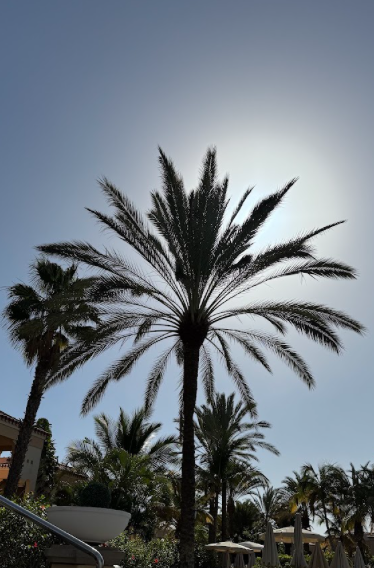 Palm tree at Pal Oasis, Maspalomas, photographed by Erling