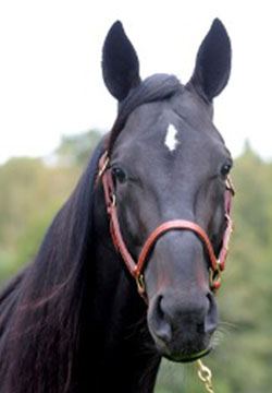 Canepa Hanover