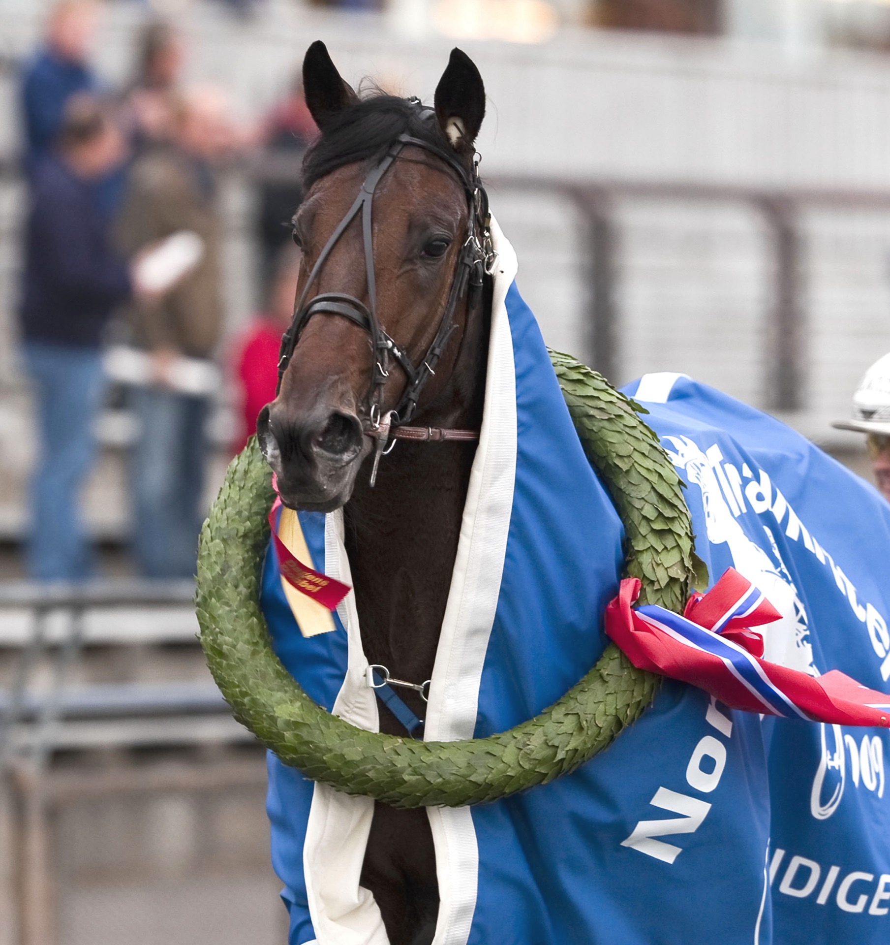 Finalefeltet i Norsk Varmblodskriterium