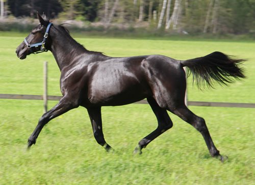 Ny avlsplan for varmblodstraver