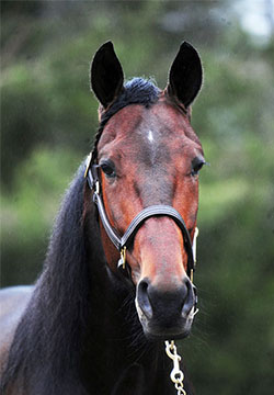 Bullchip