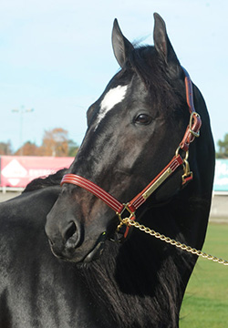 Hayden Hanover