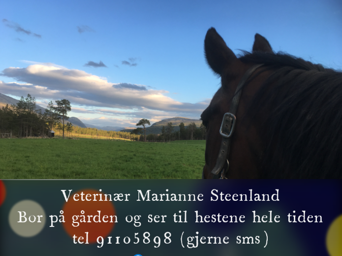 Sommerbeite Tynset