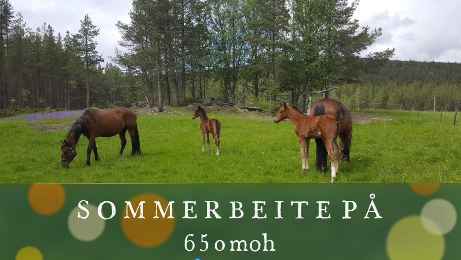 Sommerbeite Tynset