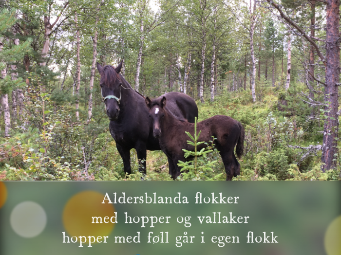 Sommerbeite Tynset