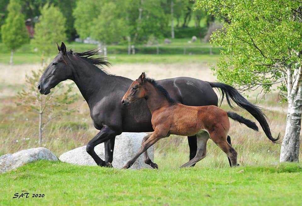 Hester til salgs