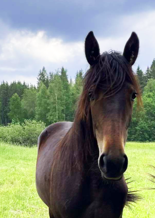 Hester til salgs