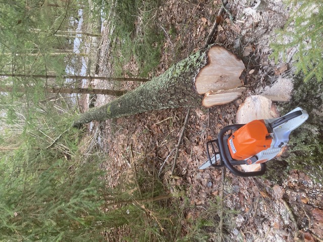 Tømmerhogst i skogen