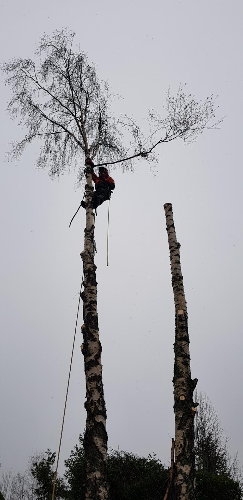 Trefelling i boligområde
