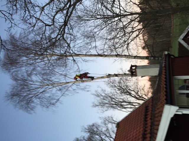 Felling av tre nær bebyggelse