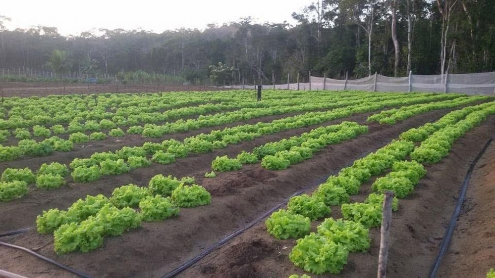 Sitio PrimaVera 242127